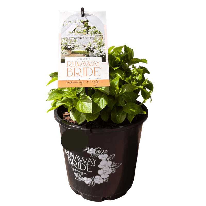 Hydrangea Runaway Bride® 20cm