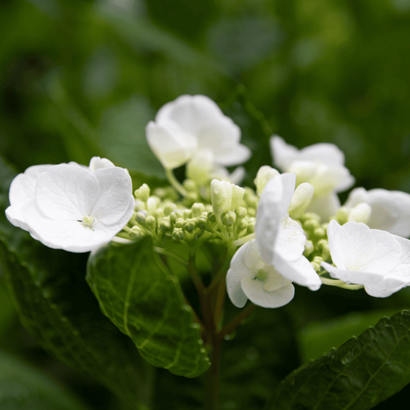 Hydrangea Runaway Bride® 20cm