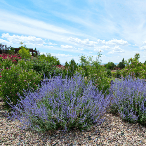 Perovskia Longin - Russian Sage 14cm