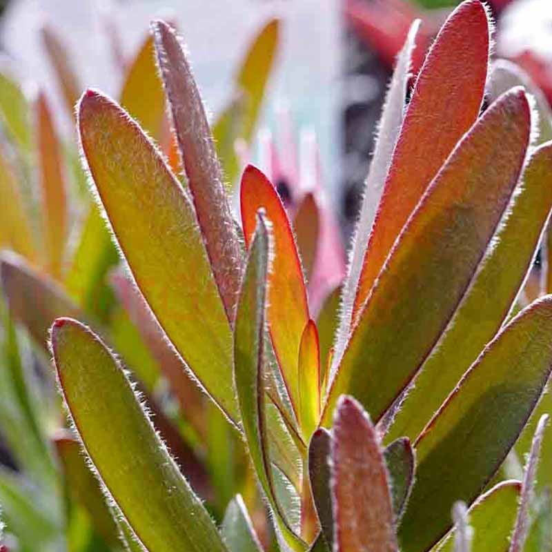 Leucadendron 'Safari Sunset' 14cm