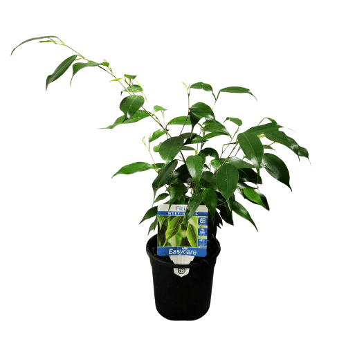 Ficus benjamina Exotica 13cm