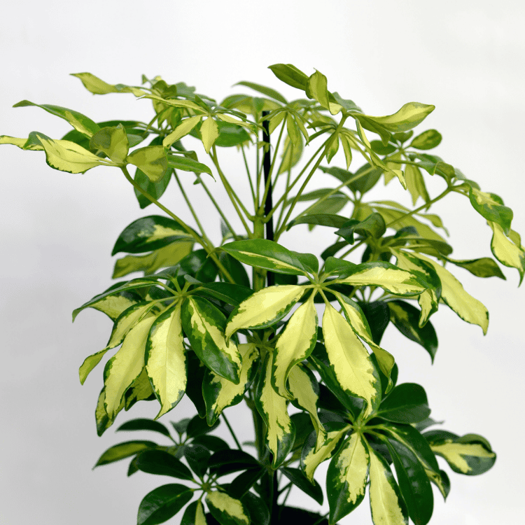 Schefflera Madame de Smet 20cm
