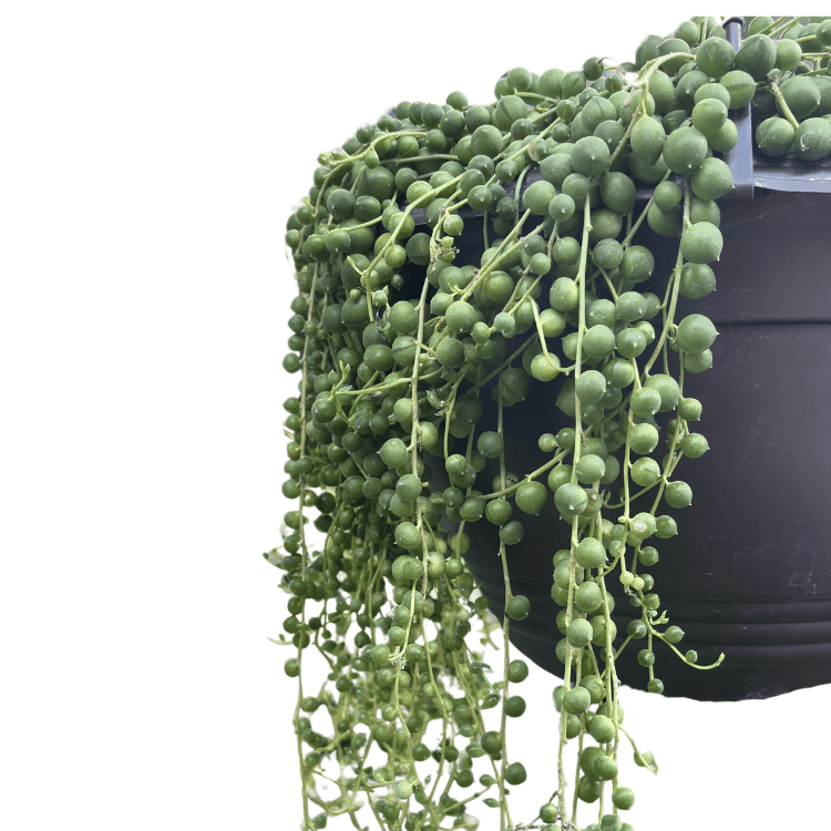 Senecio rowleyanus - String of Pearls 27cm Basket