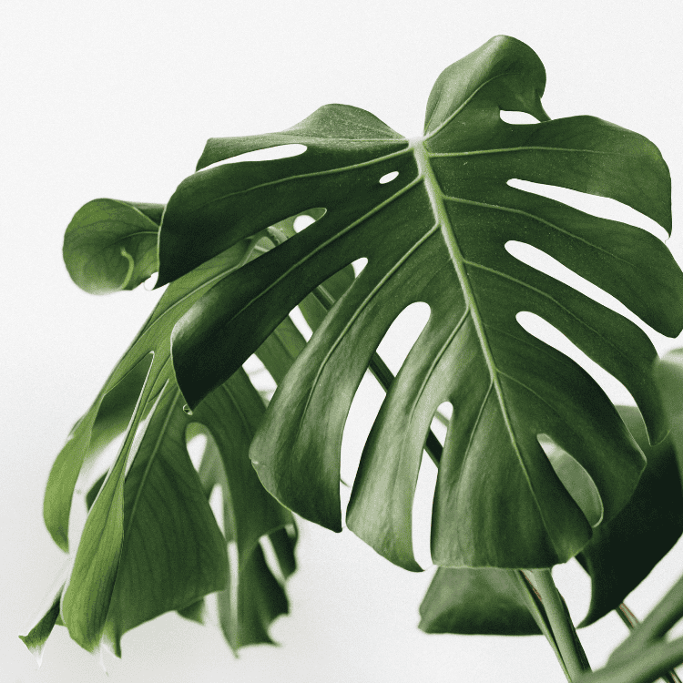 Monstera deliciosa 20cm