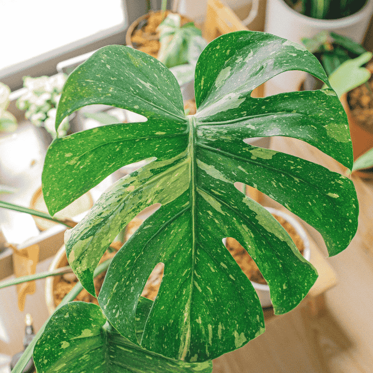 Monstera Thai Constellation 15cm