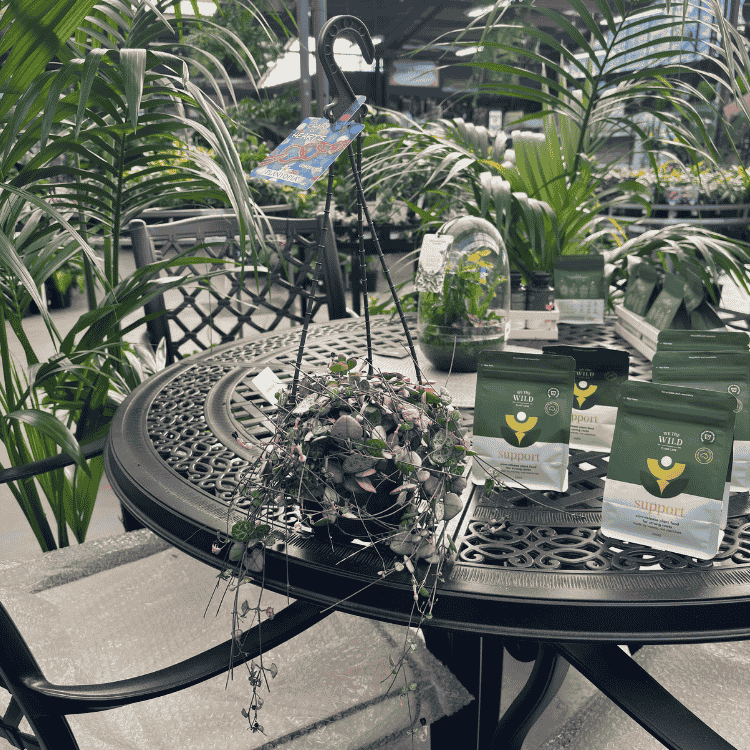 Ceropegia woodii - Chain of Hearts 15cm Basket