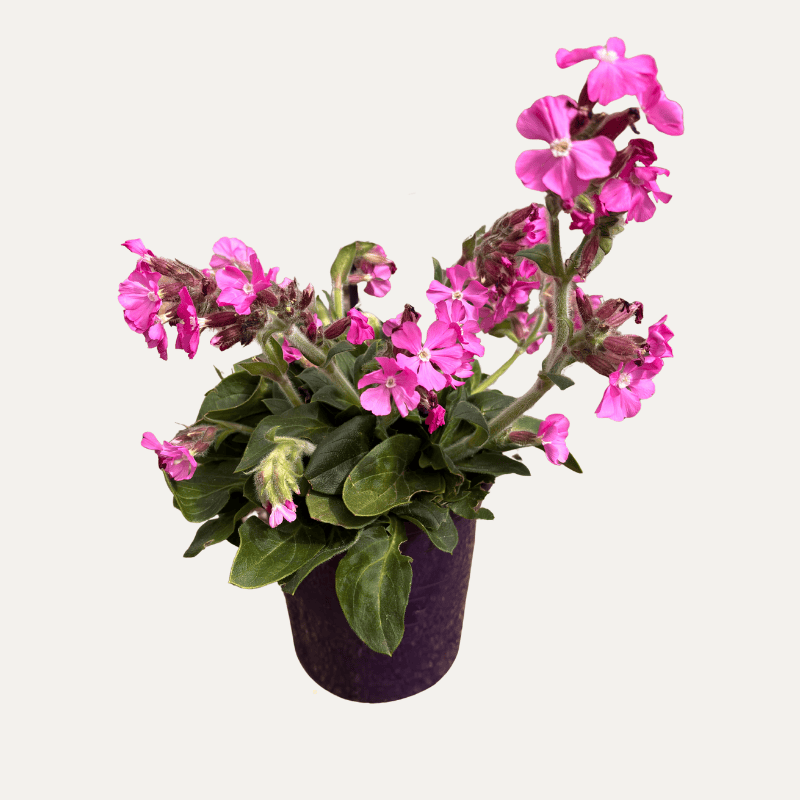 Silene Rollie's Favourite 14cm