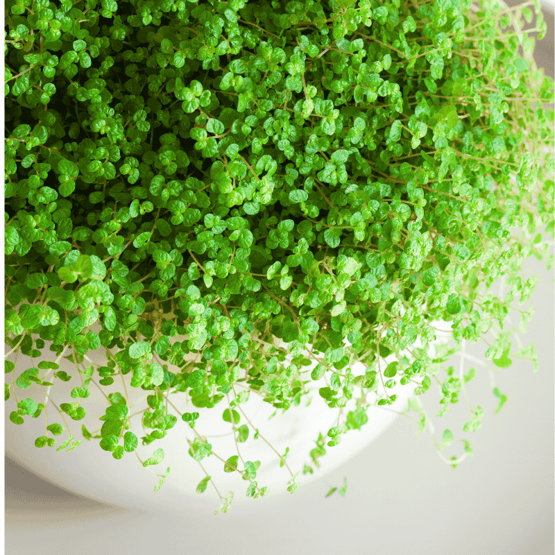 Soleirolia soleirolii 12cm