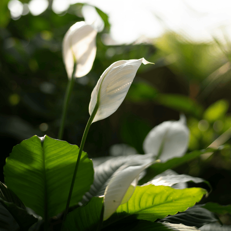 Peace Lily Assorted 20cm