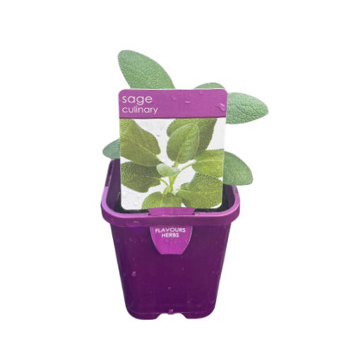 Sage Berggarten 10cm