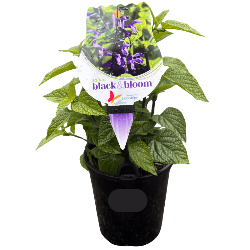SALVIA BLACK & BLOOM 14CM
