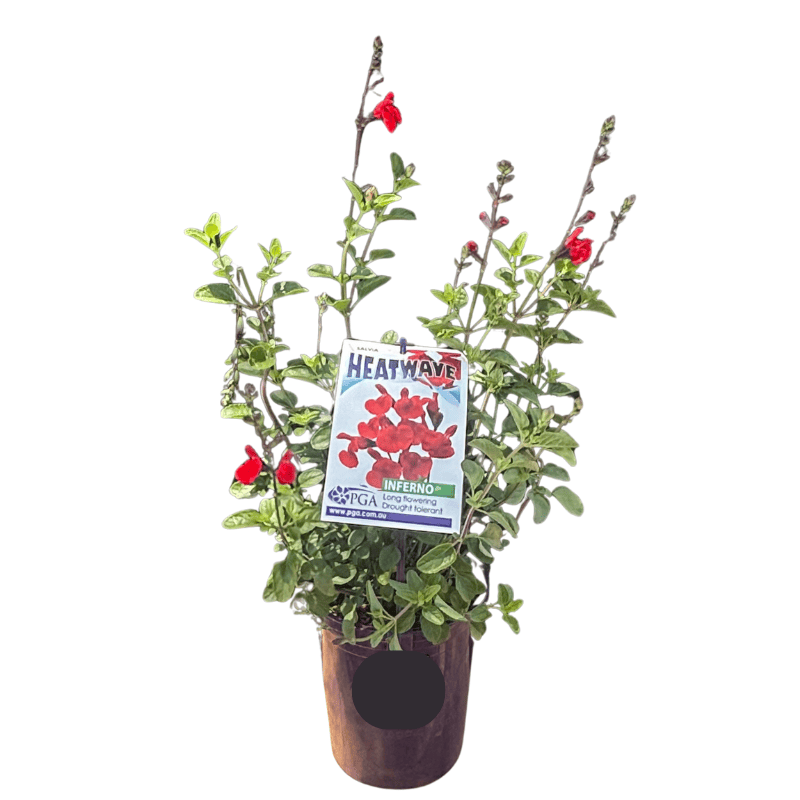 Salvia Heatwave Inferno 14cm