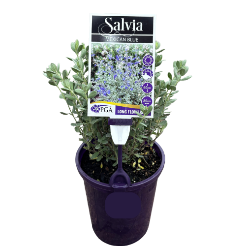 Salvia Mexican Blue 14cm