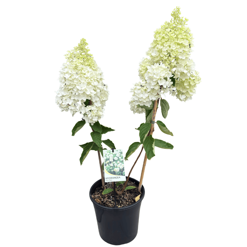 Hydrangea quercifolia Pee Wee 18cm