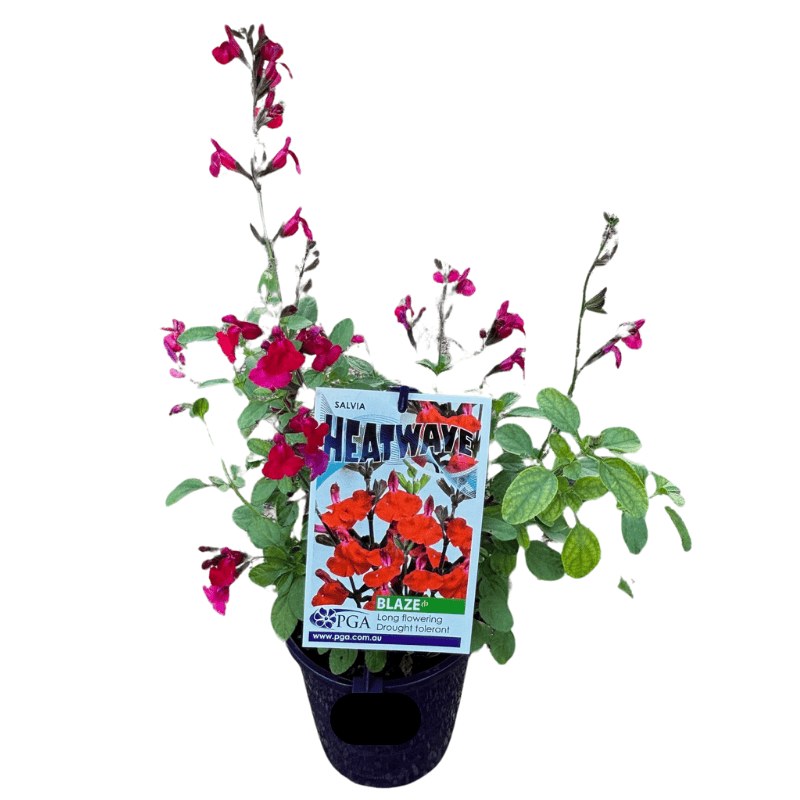 Salvia Heatwave Blaze 14cm