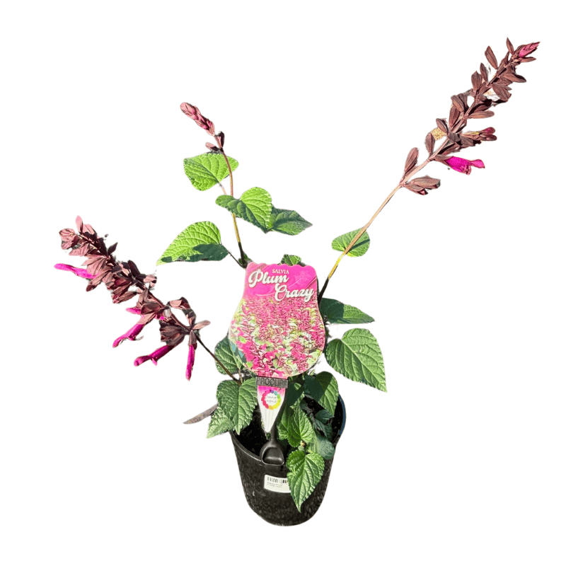 Salvia Plum Crazy 14cm