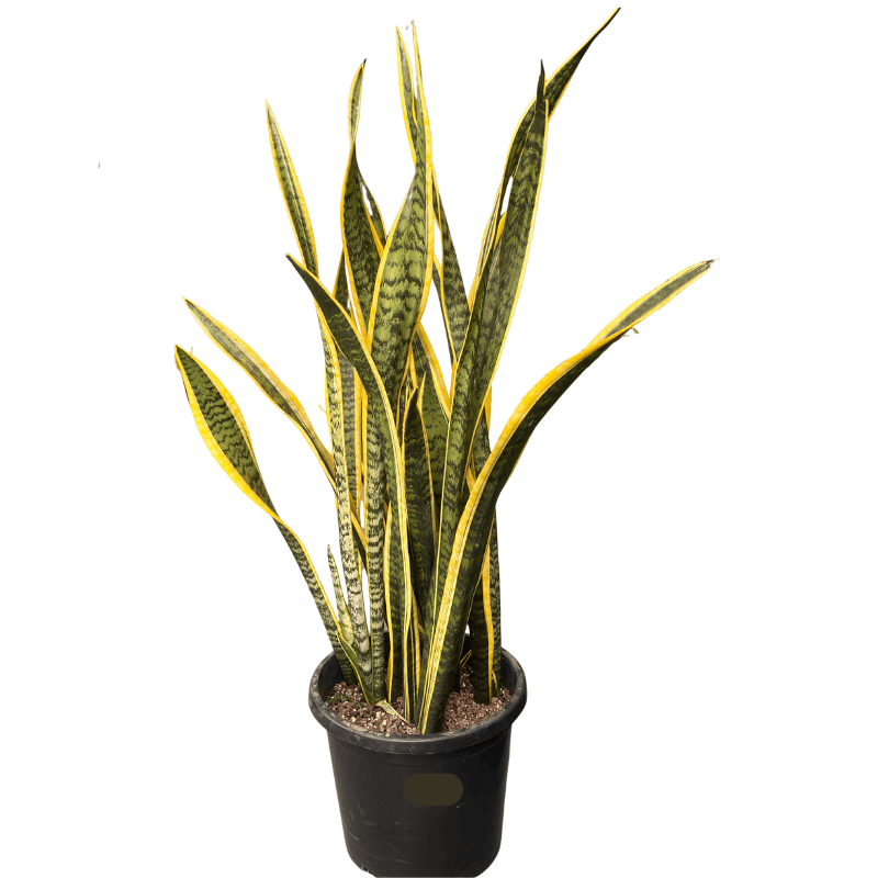 Sansevieria Assorted 30cm