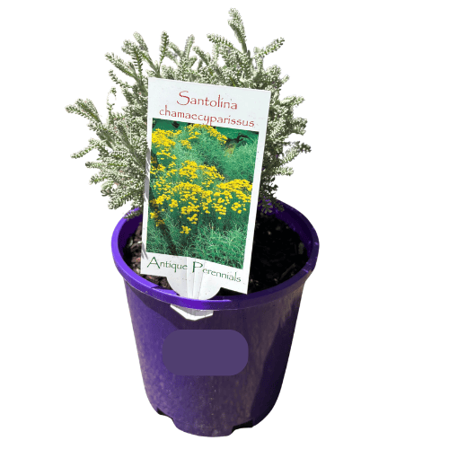 Santolina Lavender Cotton 14cm