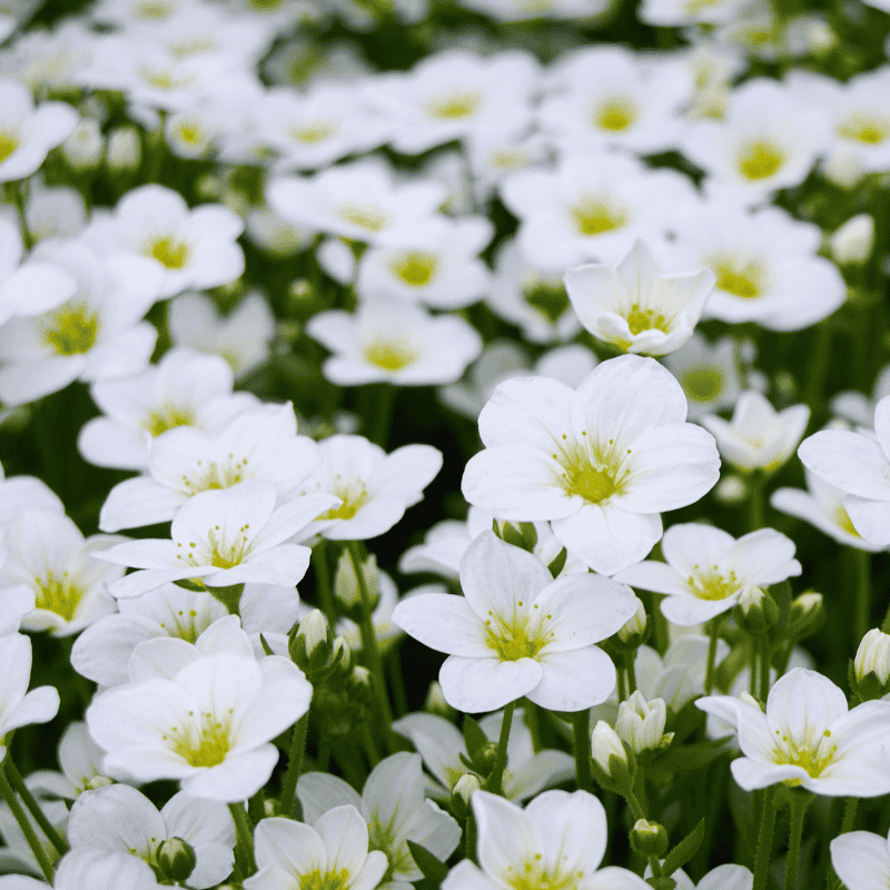 Saxifraga White 14cm