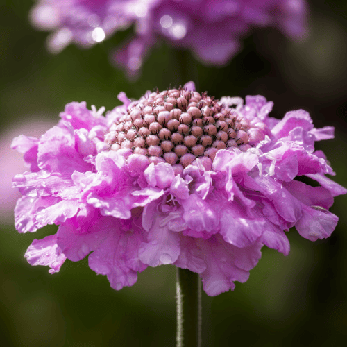 Scabiosa Elite Pink 15cm