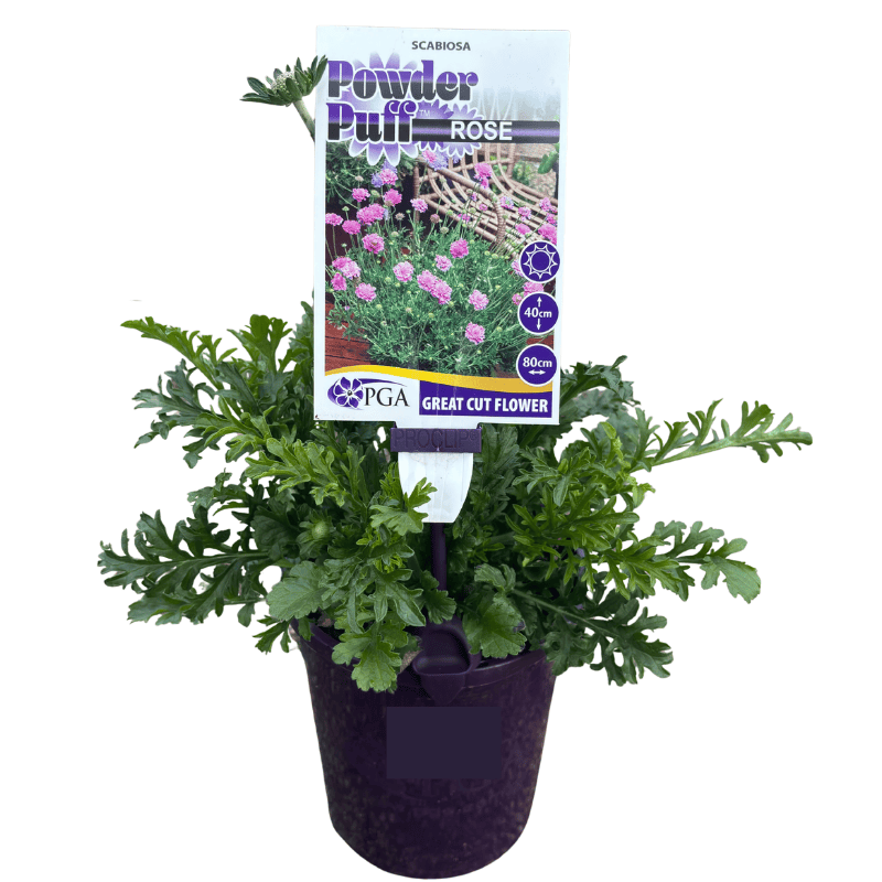 Scabiosa Powder Puff Rose 14cm