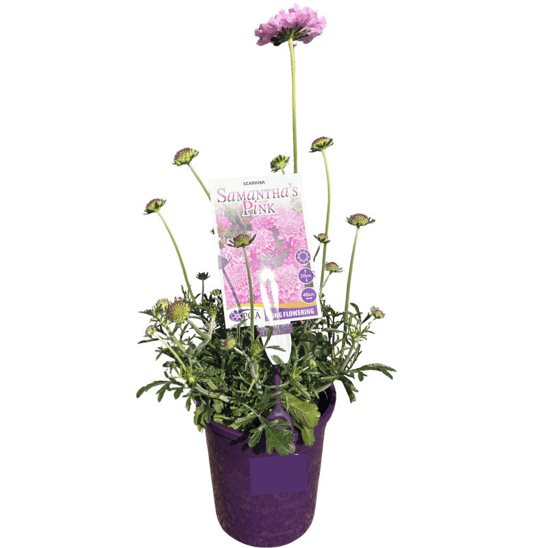 Scabiosa Samantha's Pink 14cm