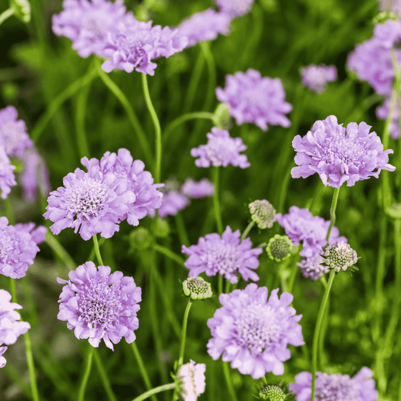 Scabiosa Powder Puff Mauve 14cm