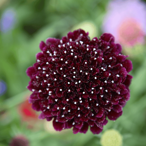Scabiosa atropurpurea 14cm
