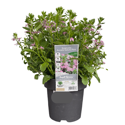 Scaevola aemula Aussie Salute Pink 18cm
