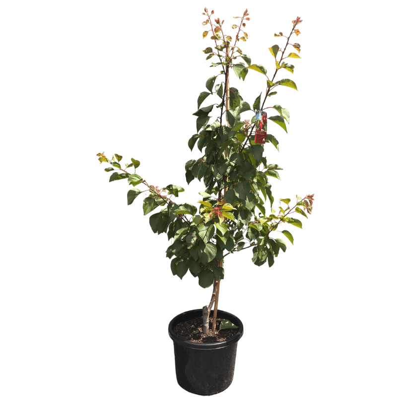 Scarlet Glow Apricot 33cm