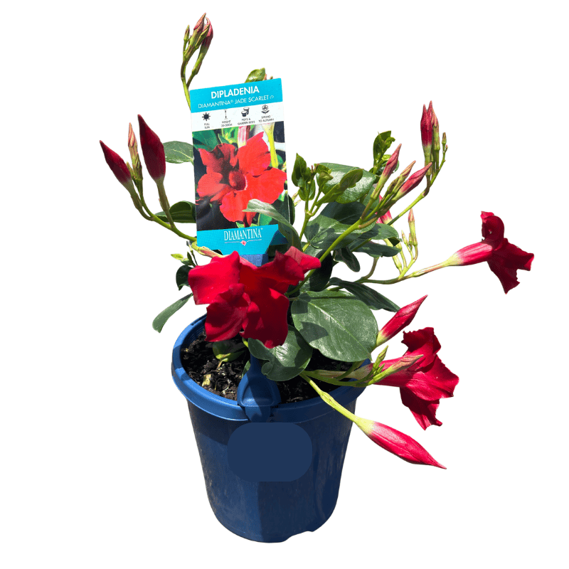 Mandevilla Jade Scarlet 15cm