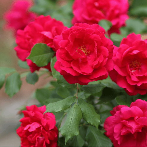 Rose Flower Carpet Scarlet 14cm