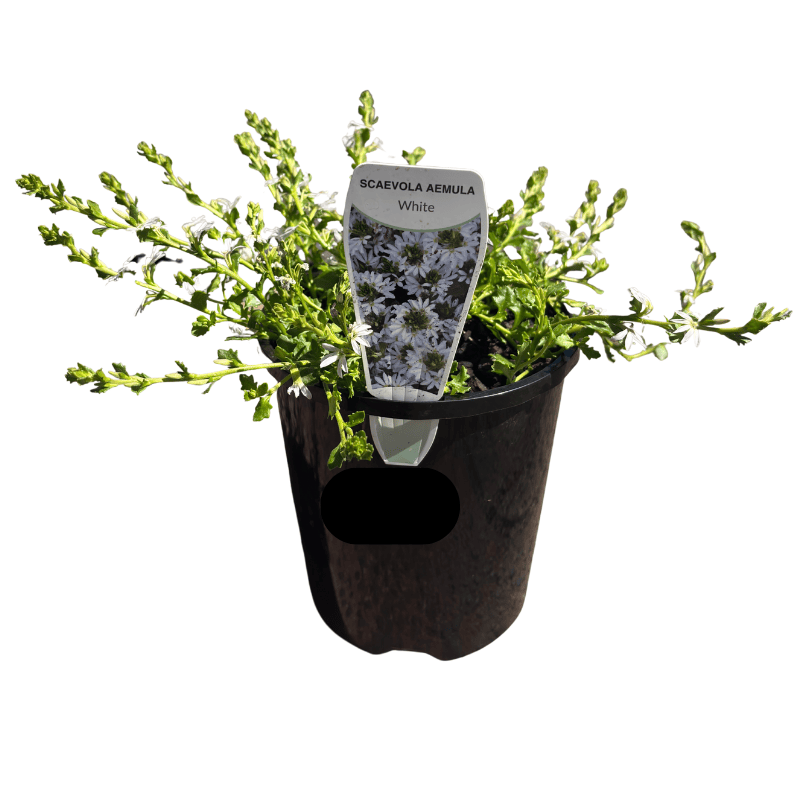 Scaevola White Ribbon 14cm