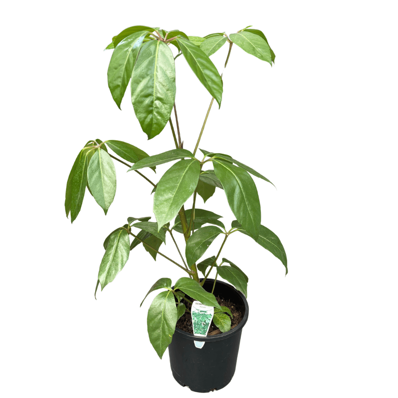 Schefflera Amate 20cm