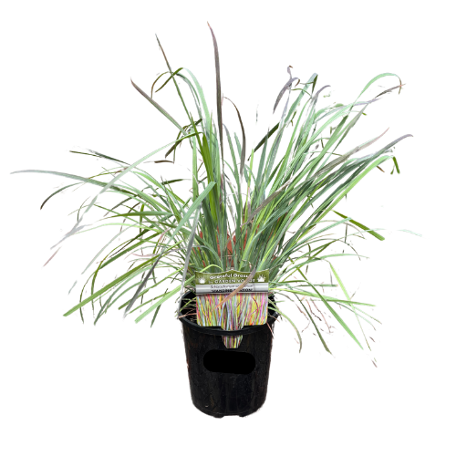 Schizachyrium Standing Ovation