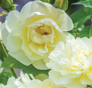 Rose Assorted Special 20cm