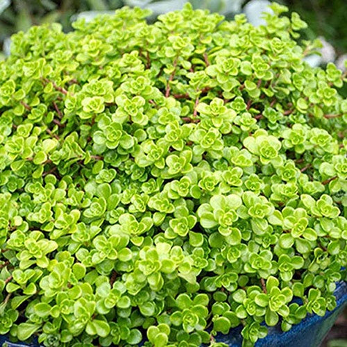 Sedum Green Blob 14cm