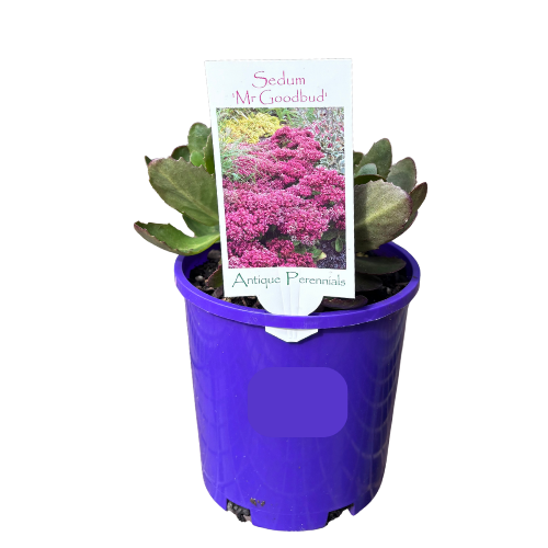 Sedum Mr Goodbud 14cm