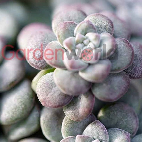 Sedum Silver Blob 14cm