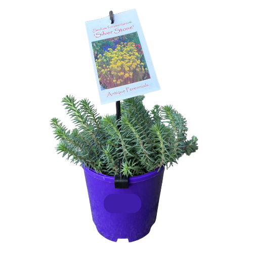 Sedum forsterianum Silver Stone 14cm