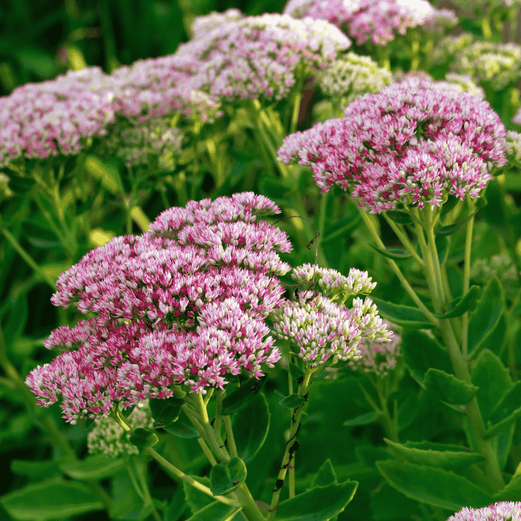 Sedum Autumn Joy 14cm TVK
