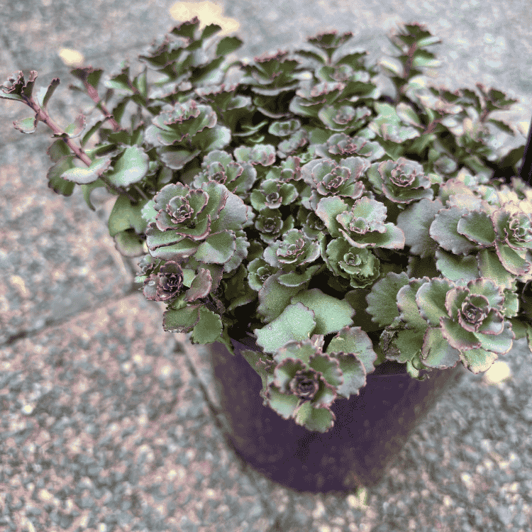 Sedum Chocolate Blob 14cm