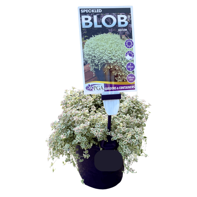 Sedum Speckled Blob 14cm