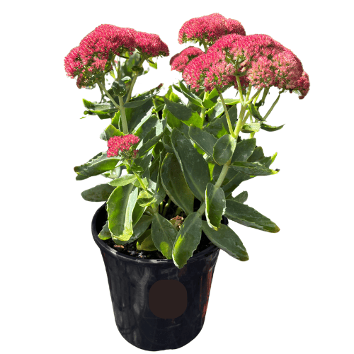 Sedum Autumn Joy 20cm