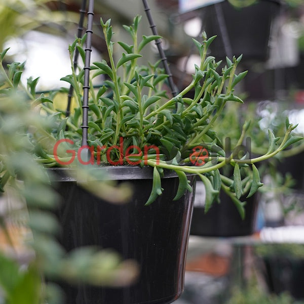 Senecio peregrinus String of Dolphins 13cm