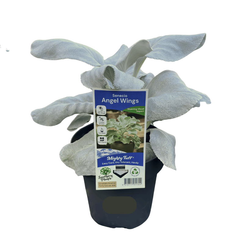 Senecio Angel Wings 18cm