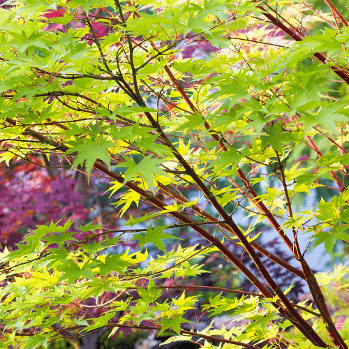 Acer palmatum Senkaki 33cm