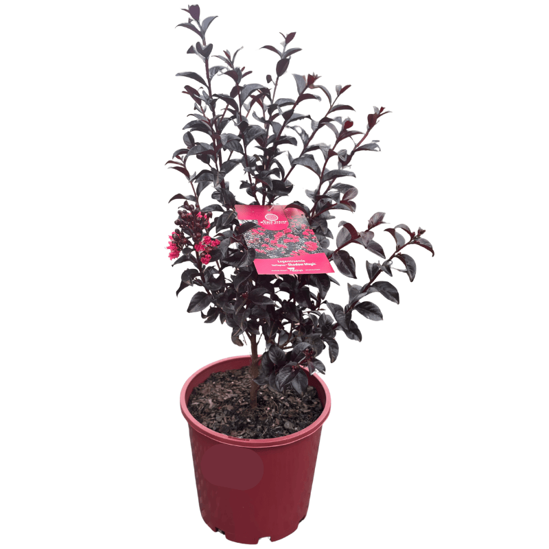 Crepe Myrtle- Lagerstroemia 'Shadow Magic' 20cm