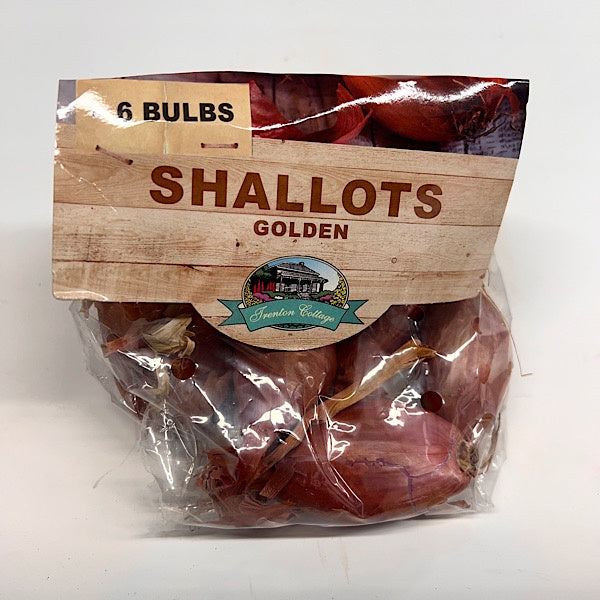 Shallots Golden - 6 Bulbs