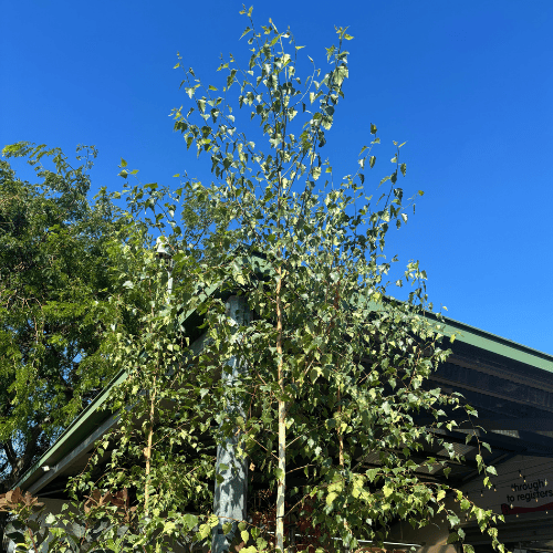 Betula pendula Moss White 40cm